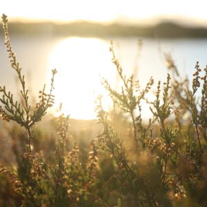 Djurönäset Natur