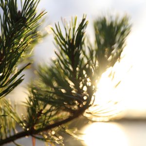 Djurönäset Natur