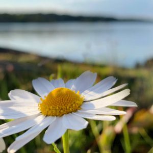 Djurönäset midsommar